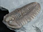 D Flexicalymene Trilobite Fossil From Ohio #2296-3